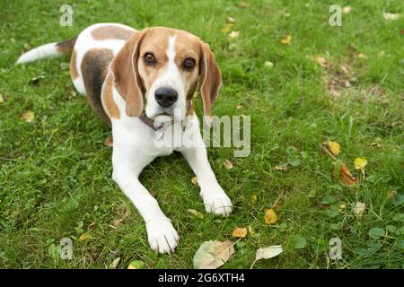 Beagle Hundebaumfarbe im Garten auf dem grünen Gras Stockfoto