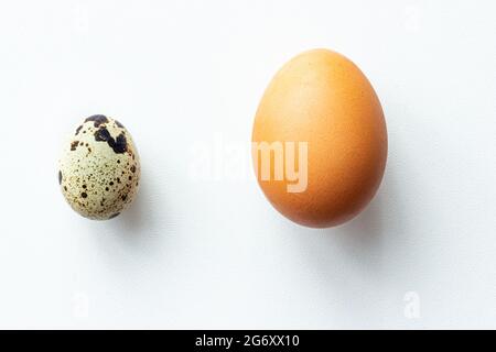 Nahaufnahme von Hühnereiern und Wachteleiern auf weißem Hintergrund; kleines und großes Ei; Vergleich verschiedener Größen Stockfoto