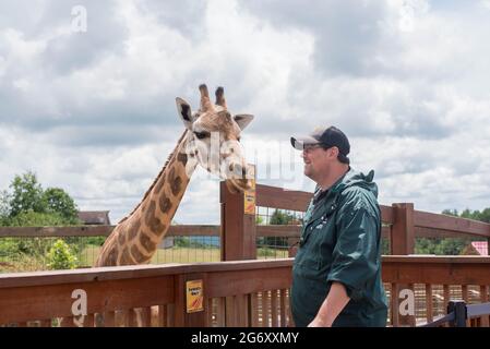 Ein Mitarbeiter des Animal Adventure Park in Harpursville, NY, besucht die Einrichtung mit der verengelten Giraffe Johari. Stockfoto