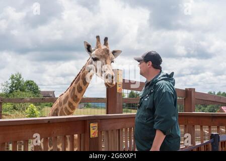 Ein Mitarbeiter des Animal Adventure Park in Harpursville, NY, besucht die Einrichtung mit der verengelten Giraffe Johari. Stockfoto