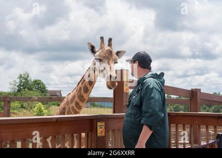 Ein Mitarbeiter des Animal Adventure Park in Harpursville, NY, besucht die Einrichtung mit der verengelten Giraffe Johari. Stockfoto