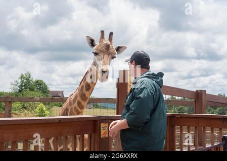 Ein Mitarbeiter des Animal Adventure Park in Harpursville, NY, besucht die Einrichtung mit der verengelten Giraffe Johari. Stockfoto