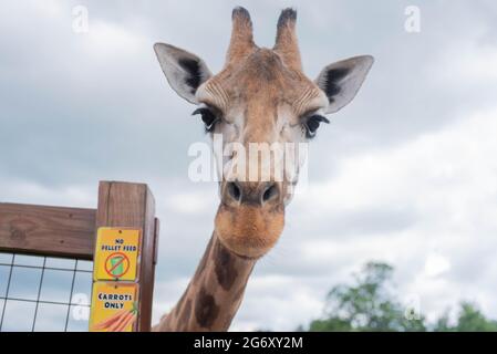 Johari, ein Giraffe im Animal Adventure Park in Harpursville, NY, wartet auf Essen von einem Besucher. Stockfoto