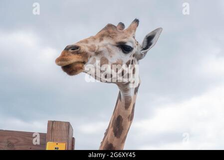 Johari, ein Giraffe im Animal Adventure Park in Harpursville, NY, wartet auf Essen von einem Besucher. Stockfoto