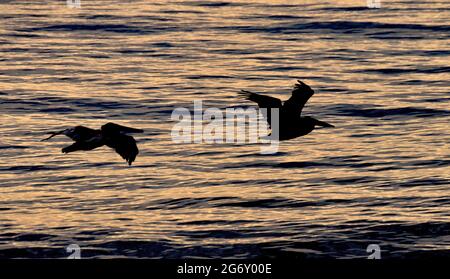 Zwei braune Pelikane (Pelecanus occidentalis) in Silhouette fliegen über das Karibische Meer mit dem sanften Glanz des Sonnenuntergangs. Speicherplatz kopieren. Puerto Rico, USA. Stockfoto