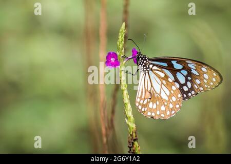 Ein wunderschöner Schmetterling des Blauen Tigers thront auf Tarpeta-Blumen in einem Park in Mumbai, Indien Stockfoto