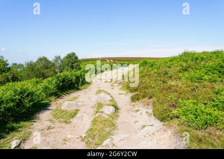 Breiter, felsiger Pfad windet sich zwischen Farnen und Heidekraut an einem hellen Sommermorgen über das Moorland von Derbyshire Stockfoto