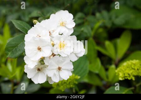 Rosa - Ramblerrektorin Stockfoto