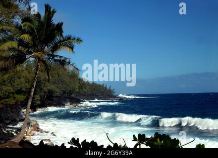 Einbeinige Palme schmiegt sich an felsige Küste auf der Big Island von Hawaii. Wellen schlagen gegen den felsigen schwarzen Lavastrand südlich von McKinzie Beach Par Stockfoto