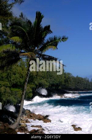 Palmen hängen an der felsigen Küste auf der Big Island von Hawaii. Wellen schlagen gegen den felsigen schwarzen Lavastrand nahe südlich des McKinzie Beach Park. Stockfoto