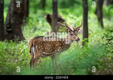 Gefleckte Hirse im Sandal Wood Reserve, Marayoor, Kerala, Indien Stockfoto