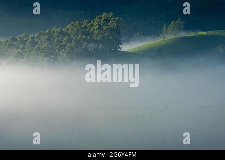 Misty Munnar - unterwegs Lockhart Gap Stockfoto