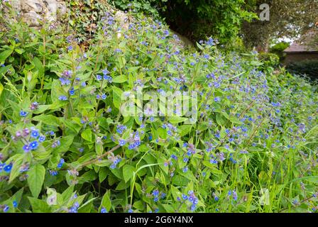 Grüne Alkanet (Pentaglottis sempervirens) Pflanze, AKA Evergreen Alkanet, Teil der Familie Vergiss mich nicht mit kleinen blauen Blüten im Frühjahr in Großbritannien. Stockfoto