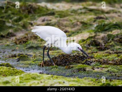 Seitenansicht eines kleinen Reihern (Egretta garzetta) auf nassem Land bei Ebbe auf der Suche nach Fisch im Sommer in West Sussex, England, Großbritannien. Stockfoto