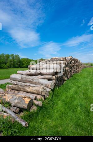 Stapel oder Stapel von Holz oder Holzstapel, die nach dem Schneiden von Bäumen in England, Großbritannien, gestapelt wurden. Stockfoto