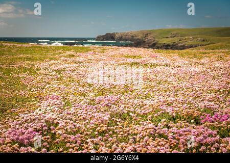 Eine HDR-Aufnahme im Sommer 3 von Sea Thrift, Armeria maritime, aka Sea Pinks, auf den Klippen oberhalb von Eoropie Beach auf der Isle of Lewis, Schottland. 21. Juni 2021 Stockfoto