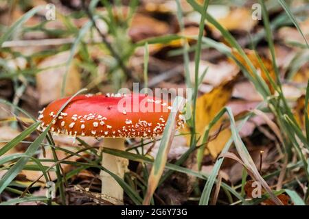 Eine schöne rot-orange Fliege mit weißen Flecken wächst im gelb-grünen Gras mit Herbstblättern im Park. Stockfoto