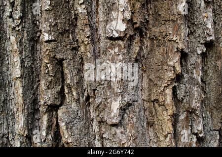 Nahaufnahme der rauen Rinde eines alten riesigen Baumes. Natürlicher Hintergrund. Speicherplatz kopieren. Stockfoto