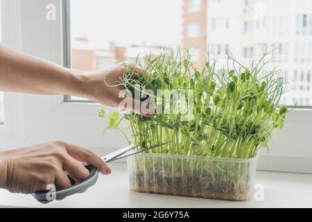 Schneiden von Microgreens zum Vorbereiten von Lebensmitteln auf Fensterbank Stockfoto