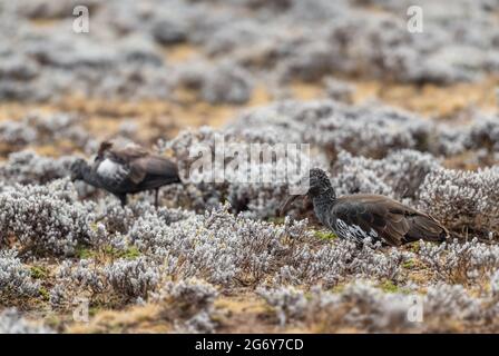 Wattled Ibis - Bostrychia carunculata, einzigartiger seltener Vogel, der im äthiopischen Hochland, im Bale-Gebirge und in Äthiopien endemisch ist. Stockfoto