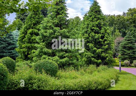 Ein dichter Kiefernpark mit dornigen Bäumen und Sträuchern mit grünem Gras Parklandschaft mit Erdlaterne bei bewölktem Wetter an einem Frühlingstag, niemand. Stockfoto
