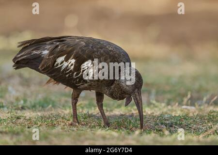 Wattled Ibis - Bostrychia carunculata, einzigartiger seltener Vogel, der im äthiopischen Hochland, im Bale-Gebirge und in Äthiopien endemisch ist. Stockfoto