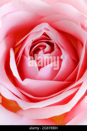 Nahaufnahme einer wunderschönen rosa Strauchrose Stockfoto