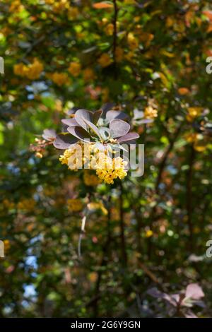 Gelber Blütenstand des Berberis thunbergii atropurpurea-Strauches Stockfoto