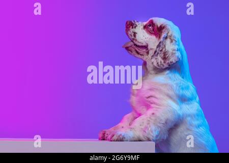 Halblanges Porträt von schönen ruhigen großen Hund weiß Clumber posiert isoliert über gradienten rosa blauen Studio-Hintergrund in Neon-Licht-Filter. Konzept Stockfoto