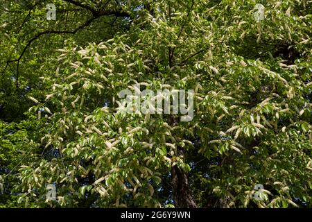 Blühender Prunus serotina Baum Stockfoto