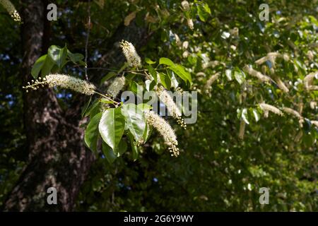 Blühender Prunus serotina Baum Stockfoto