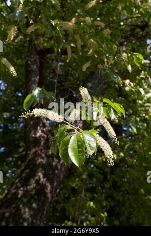 Blühender Prunus serotina Baum Stockfoto