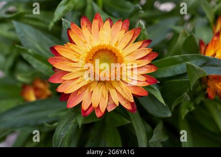 Blühende Pflanze Stockfoto