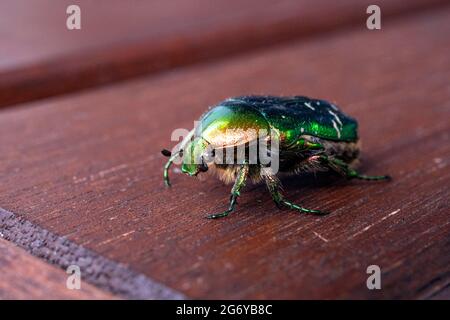 Rose Chafer (Cetonia Aurata) Stockfoto