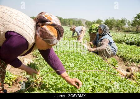 Manisa, Türkei - 04-20-2016: Farmerinnen auf den Tabakfeldern, Manisa, Türkei Stockfoto