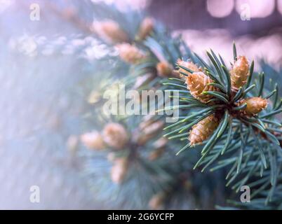 Fichtenknospen im Frühjahr. Kiefernknospen. Tannenzapfen. Hintergrund Fichtenklumpen. Stockfoto