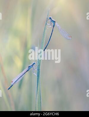 Makro-Libelle ( Coenagrion puella ) in Tau-Tropfen auf einem unscharfen hellen Hintergrund Stockfoto