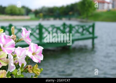Grüne hölzerne Piers und wunderschöne Blumen an einem wolkigen Frühlingstag am See Stockfoto