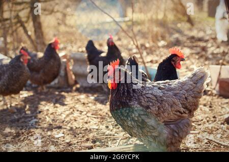 Schönes Huhn mit grauen und schwarzen Federn geht im Hof Stockfoto