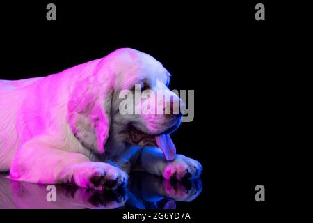 Seitenansicht. Porträt von ruhigen großen Hund weiß Clumber Blick weg isoliert über dunklen Studio-Hintergrund in neon rosa Lichtfilter Stockfoto