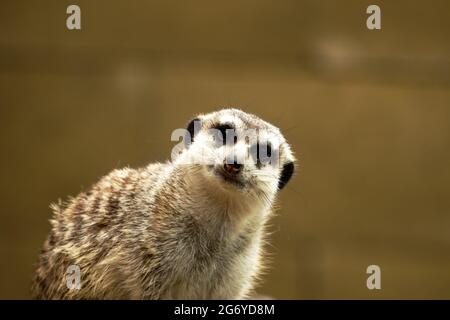 Nahaufnahme des lustigen Erdmännchen suricata - neugieriger Erdmännchen Stockfoto