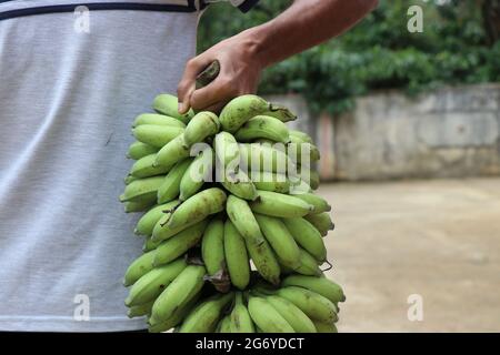 Hand hält ein Bananenbündel, das aus dem heimischen Garten geerntet wurde, der unreife Bananen in großen Gruppen enthält Stockfoto