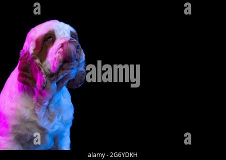 Flyer. Schöne ruhige große Hund weiß Clumber Blick weg isoliert über dunklen Studio-Hintergrund in neon rosa Lichtfilter Stockfoto