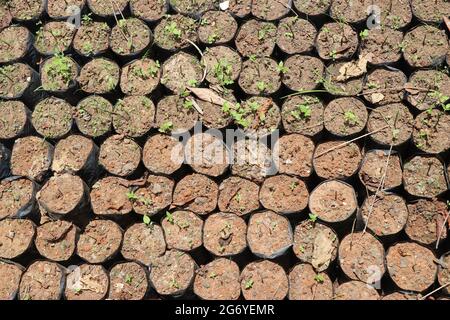 Pflanzen Sie Setzlinge in Plastiksäcke. Draufsicht auf organische Aracanut-Sämlinge, die im Garten wachsen Stockfoto