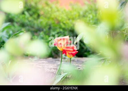 Rote Tulpen auf unscharfem sonnigen Frühlingshintergrund, selektiver Fokus, Kopierraum für Text. Hochwertige Fotos Stockfoto