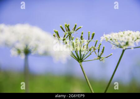 Frühlingbaum mit weißen Tönen, eingerahmt von Pflanzen und Feldblumen, die sanfte saisonale Details zeigen Stockfoto
