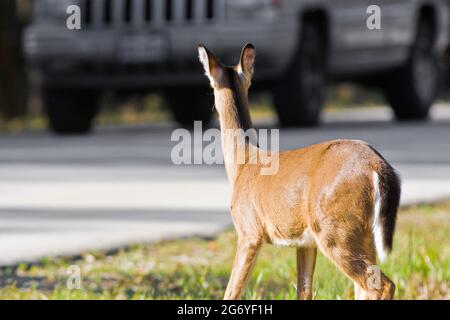 Myakka River State Park Road mit Liebe am Straßenrand und Blick auf ein unscharf anfahrendes Auto. Stockfoto