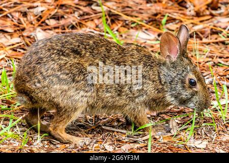 Marsh Rabbit (sylvilagus palustris) mit trockenen Blättern, die Gras fressen, im Salatsee Conservation Park, Hillsborough County, Tampa, FL. Stockfoto