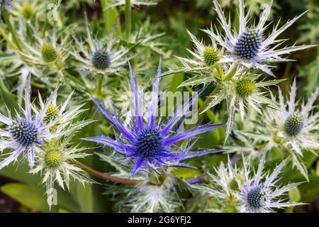 Die distelartigen Blüten und Knospen von Eryngium bourgatii Picos Blue schließen sich aus der Nähe an. Stockfoto