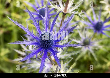 Die distelartigen Blüten und Knospen von Eryngium bourgatii Picos Blue schließen sich aus der Nähe an. Stockfoto